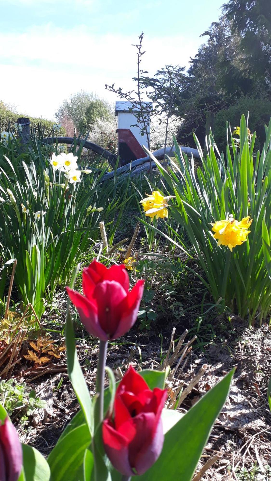 Folster Gardens Bed And Breakfast Invercargill Exterior foto